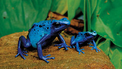 Animals Frogs amphibians Poison