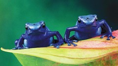 Animals Frogs amphibians Poison Dart Frogs