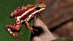 Animals Frogs amphibians Poison Dart Frogs