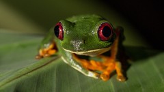 Animals Frogs amphibians Red-Eyed Tree Frog