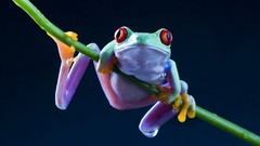 Animals Frogs amphibians Red-Eyed Tree Frog