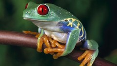 Animals Frogs amphibians Red-Eyed Tree Frog