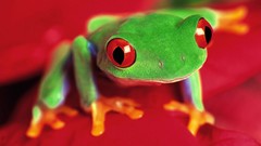 Animals Frogs amphibians Red-Eyed Tree Frog