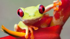 Animals Frogs amphibians Red-Eyed Tree Frog