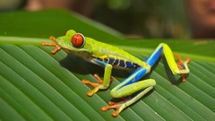 Animals Frogs amphibians Red-Eyed Tree Frog