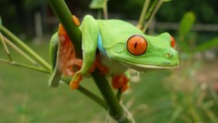 Animals Frogs amphibians Red-Eyed Tree Frog