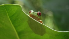 Animals Frogs amphibians Red-Eyed Tree Frog