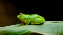 Animals Frogs amphibians Red-Eyed Tree Frog