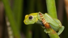 Animals Frogs amphibians Red-Eyed Tree Frog