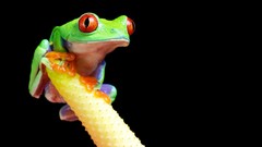 Animals Frogs amphibians Red-Eyed Tree Frog