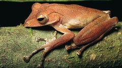 Animals Frogs amphibians tree