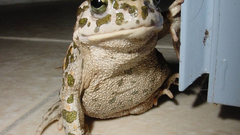 Animals Frogs animal