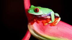 Animals Frogs animal