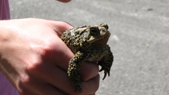 Animals Frogs animal