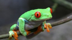 Animals Frogs costa rica amphibians Red-Eyed Tree Frog