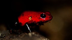 Animals Frogs dart amphibians