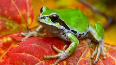 Animals Frogs leaf amphibians