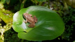 Animals Frogs leaf amphibians