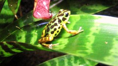 Animals Frogs nature