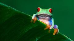 Animals Frogs Red-Eyed Tree