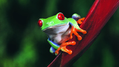 Animals Frogs Red-Eyed Tree