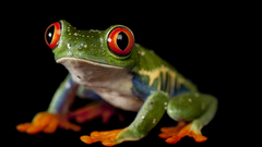 Animals Frogs Red-Eyed Tree