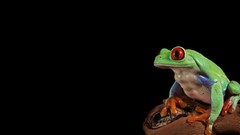 Animals Frogs Red-Eyed Tree