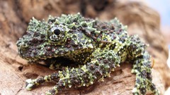 Animals Frogs Reptiles