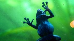 Animals Frogs wildlife