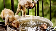 Animals Funny animals