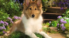 Animals funny collie