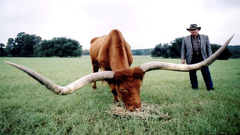 Animals funny Cowboys Cows