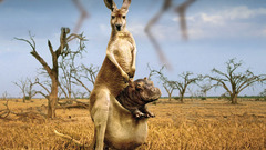 Animals funny hippopotamus kangaroos