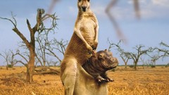 Animals funny hippopotamus kangaroos
