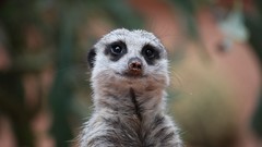 Animals funny meerkats