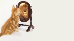 Animals funny mirrors