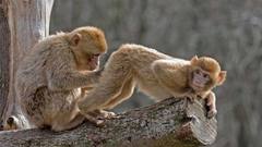 Animals funny monkeys