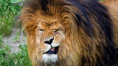 Animals funny mugs Lions