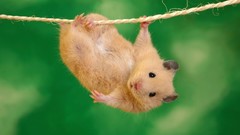 Animals funny Ropes hamsters