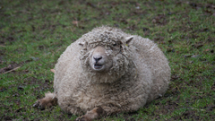 Animals funny sheep