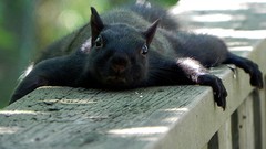 Animals funny squirrels