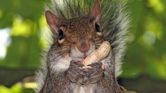 Animals funny squirrels animal