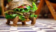 Animals funny turtles