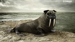 Animals funny Yamaha