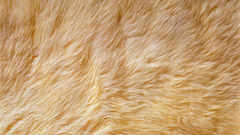 Animals fur