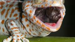 Animals geckos Reptiles