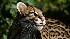 Animals gepard