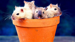 Animals gerbils animal