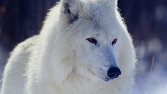 Animals ghosts game of