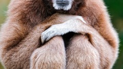 Animals gibbons